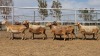 1X MEATMASTER PREGNANT EWE Collet Farming CC