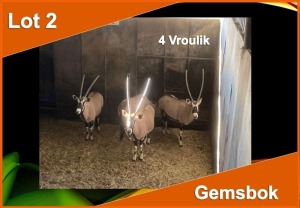 4 X GEMSBOK V/F:4 (PER STUK OM LOT TE NEEM)