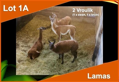 2 X LAMA V/F:2 1 swart, 1 bruin (PER STUK OM LOT TE NEEM)