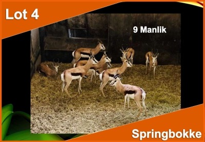 9 X SPRINGBOK M:9 (PER STUK OM LOT TE NEEM)