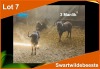 3 X SWART WILDEBEES M:3 (PER STUK OM LOT TE NEEM)