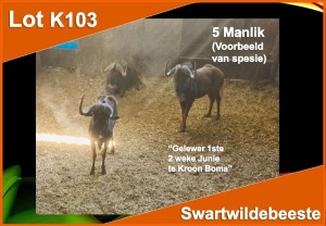 LOT K103 5 X SWART WILDEBEES (Op Katalogus) M:5 Gelewer 1st 2 weke in Junie te Kroon Boma (PER STUK OM LOT TE NEEM)