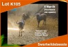 LOT K105 5 X SWART WILDEBEES (Op Katalogus) M:5 Gelewer 1st 2 weke in Junie te Kroon Boma (PER STUK OM LOT TE NEEM)