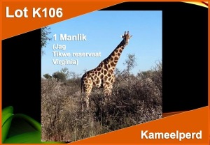 LOT K106 1 X KAMEELPERD (Op Katalogus) M:1 Jag Tikwe reservaat Virginia