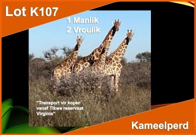 LOT K107 3 X KAMEELPERD (Op Katalogus vir Jag) M:1 V/F: 2 Transport vir koper vanaf Tikwe reservaat Virginia (PER STUK OM LOT TE NEEM)