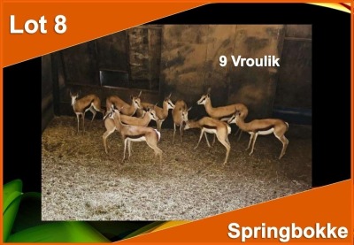 9 X SPRINGBOK V/F:9 (PER STUK OM LOT TE NEEM)