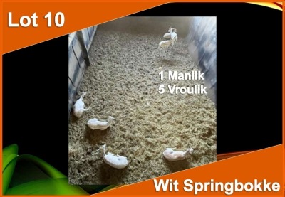 6 X WIT SPRINGBOK M:1 V/F:5 (PER STUK OM LOT TE NEEM)