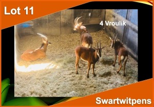 4 X SWARTWITPENS V/F:4 (PER STUK OM LOT TE NEEM)