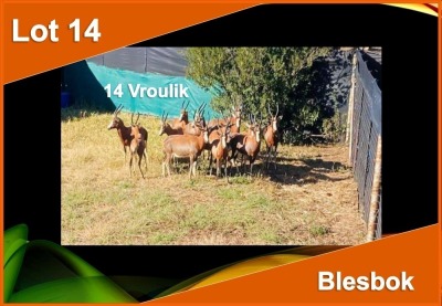 14 X BLESBOK V/F:14 (PER STUK OM LOT TE NEEM)