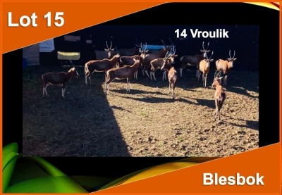 14 X BLESBOK V/F:14 (PER STUK OM LOT TE NEEM)