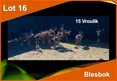 14 X BLESBOK V/F:14 (PER STUK OM LOT TE NEEM)