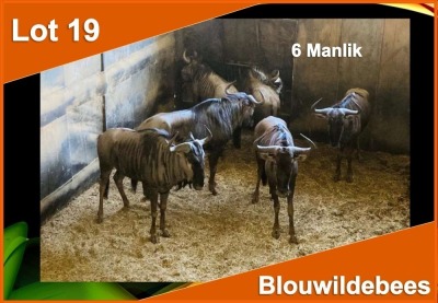 6 X BLOUWILDEBEES M:6 (PER STUK OM LOT TE NEEM)