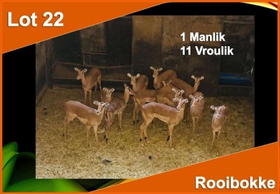 12 X ROOIBOK M:1 V/F:11 (PER STUK OM LOT TE NEEM)