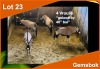 4 X GEMSBOK V/F:4 Geloop bu 40" bul (PER STUK OM LOT TE NEEM)