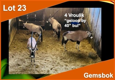 4 X GEMSBOK V/F:4 Geloop bu 40" bul (PER STUK OM LOT TE NEEM)