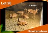 5 X ROOIHARTEBEES M:5 (PER STUK OM LOT TE NEEM)