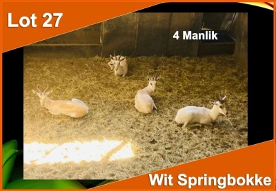 4 X WIT SPRINGBOK M:4 (PER STUK OM LOT TE NEEM)