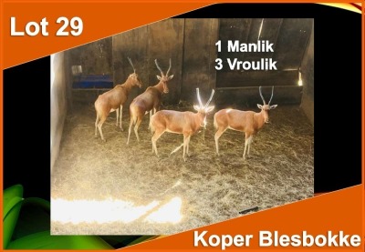 4 X KOPER BLESBOK M:1 V/F:3 (PER STUK OM LOT TE NEEM)