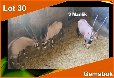 3 X GEMSBOK M:3 (PER STUK OM LOT TE NEEM)