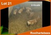 6 X ROOIHARTEBEES V/F:6 (PER STUK OM LOT TE NEEM)