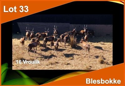 16 X BLESBOK V/F:16 (PER STUK OM LOT TE NEEM)