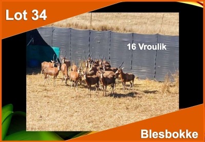 16 X BLESBOK V/F:16 (PER STUK OM LOT TE NEEM)