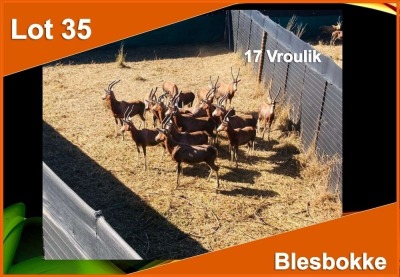 17 X BLESBOK V/F:17 (PER STUK OM LOT TE NEEM)