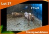 3 X KONINGS WILDEBEES 28 3/8" V/F:3 (PER STUK OM LOT TE NEEM)