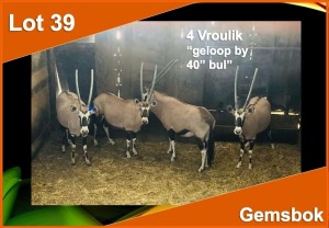 4 X GEMSBOK V/F:4 Geloop bu 40" bul (PER STUK OM LOT TE NEEM)