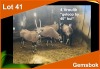 4 X GEMSBOK V/F:4 Geloop bu 40" bul (PER STUK OM LOT TE NEEM)