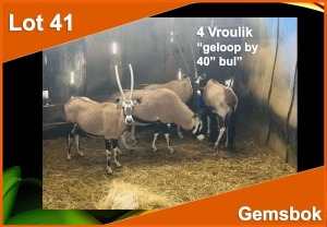 4 X GEMSBOK V/F:4 Geloop bu 40" bul (PER STUK OM LOT TE NEEM)