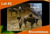 6 X BLOUWILDEBEES V/F:6 (PER STUK OM LOT TE NEEM)