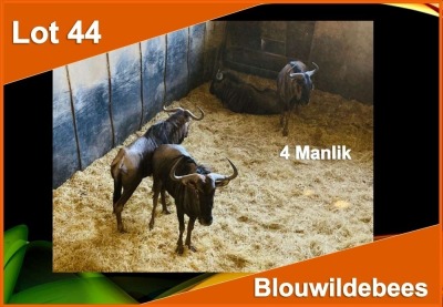 4 X BLOUWILDEBEES M:4 (PER STUK OM LOT TE NEEM)