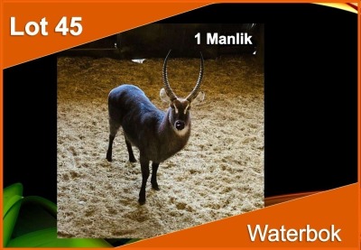 1 X WATERBOK M:1 (PER STUK OM LOT TE NEEM)