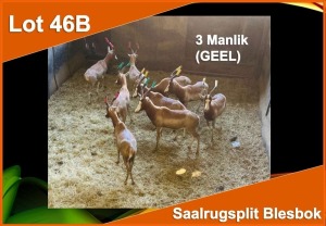 3 X SAALRUG SPLIT BLESBOK M:3 GEEL (PER STUK OM LOT TE NEEM)