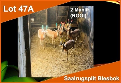 2 X SAALRUG SPLIT BLESBOK M:2 ROOI (PER STUK OM LOT TE NEEM)