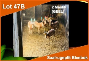 2 X SAALRUG SPLIT BLESBOK M:2GEEL (PER STUK OM LOT TE NEEM)