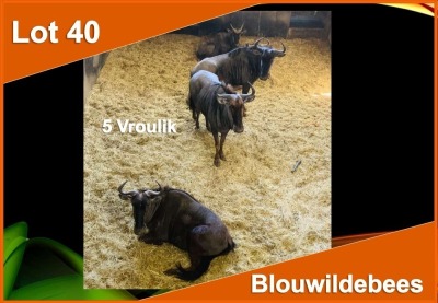 5 X BLOUWILDEBEES M: V/F:5 (PER STUK OM LOT TE NEEM)