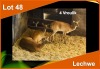 4 X LECHWE V/F:4 (PER STUK OM LOT TE NEEM)