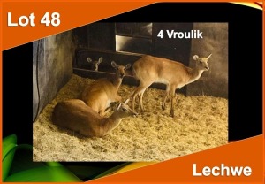 4 X LECHWE V/F:4 (PER STUK OM LOT TE NEEM)