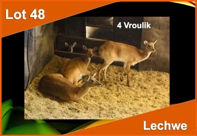 4 X LECHWE V/F:4 (PER STUK OM LOT TE NEEM)