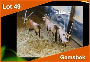 3 X GEMSBOK M:3 (PER STUK OM LOT TE NEEM)