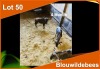 4 X BLOUWILDEBEES M:4 (PER STUK OM LOT TE NEEM)