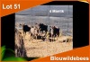 4 X BLOUWILDEBEES M:4 (PER STUK OM LOT TE NEEM)