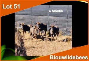 4 X BLOUWILDEBEES M:4 (PER STUK OM LOT TE NEEM)