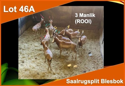 3 X SAALRUG SPLIT BLESBOK M:3 ROOI (PER STUK OM LOT TE NEEM)