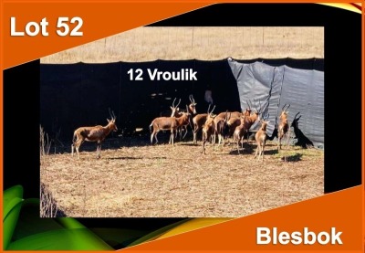 12 X BLESBOK V/F:12 (PER STUK OM LOT TE NEEM)