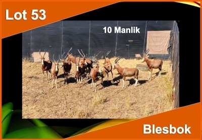 10 X BLESBOK M:10 (PER STUK OM LOT TE NEEM)