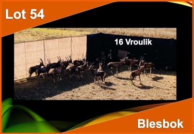 16 X BLESBOK V/F:16 (PER STUK OM LOT TE NEEM)