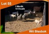 13 X WIT BLESBOK M:3 V/F:10 (PER STUK OM LOT TE NEEM)